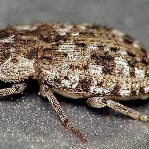 thumbnail for publication: Madagascar Beetle, Leichenum canaliculatum variegatum (King) (Insecta: Coleoptera: Tenebrionidae)